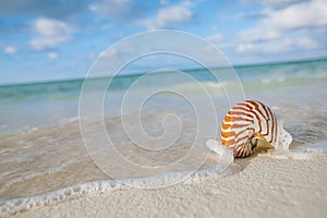 Nautilus shell on white beach sand, against sea waves