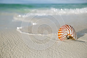 Nautilus shell on white beach sand, against sea waves