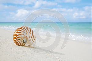 Nautilus shell on white beach sand, against sea waves