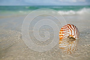 Nautilus shell on white beach sand, against sea waves