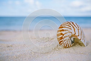 Nautilus shell on white beach sand, against sea waves