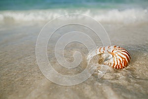 Nautilus shell on white beach sand, against sea waves