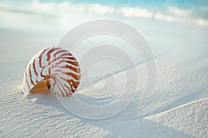 Nautilus shell on white beach sand, against sea waves