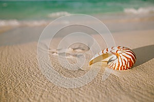 Nautilus shell on white beach sand, against sea waves