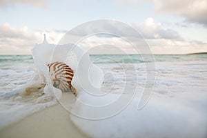 Nautilus shell on white beach sand rushed by sea waves