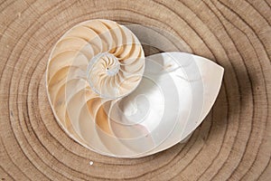 nautilus shell on wood background and snake skin