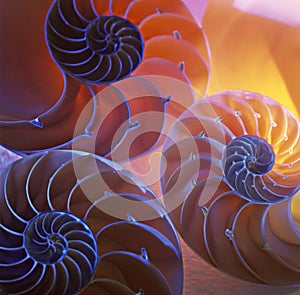Nautilus shells