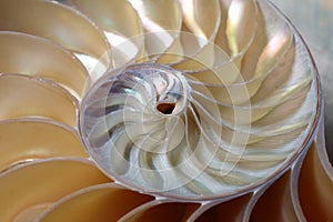 Nautilus spiral