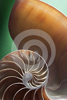 Nautilus spiral shell section