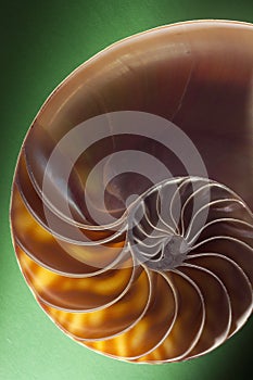 Nautilus spiral shell section