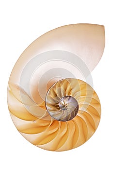 Nautilus Split Half