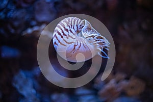 Nautilus swimming in an aquarium photo