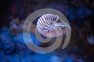 Nautilus swimming in an aquarium