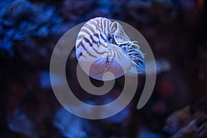 Nautilus swimming in an aquarium