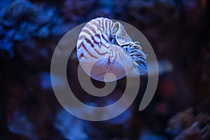 Nautilus swimming in an aquarium photo