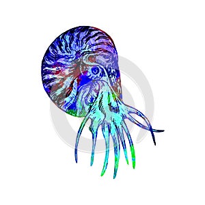 Nautilus swimming profile illustration, hand painted colorful abstract watercolor turquoise, blue, red