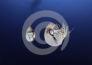 Nautilus Twins photo