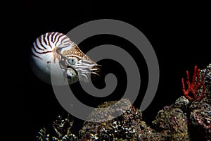 Nautilus underwater on black background close up