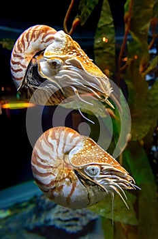 Nautilus photo