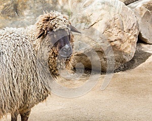Navajo churro sheep looking at the camera near some rocks
