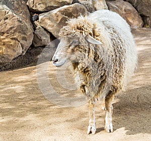 Navajo churro sheep looking forward near some rocks