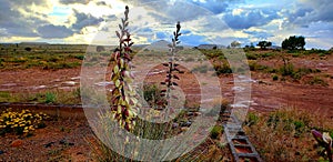 Navajo Nation/Tonalea Az