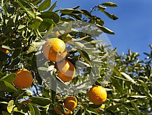 Naval Orange Tree