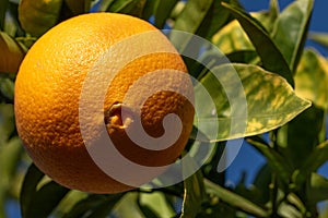 Naval orange on the tree