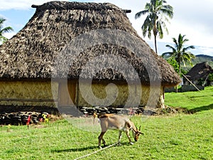 Fiji - traditional houses - bure at the Navala village photo