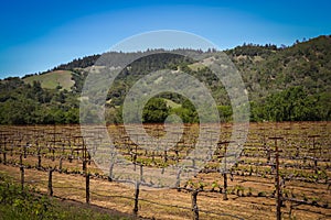 Navarro Family Winery near Philo CA