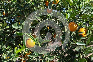 Navel orange tree