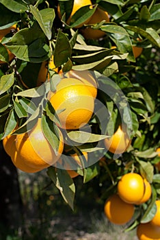 Navel oranges