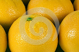 Navel Oranges