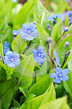 Navelwort Omphalodes verna Moench