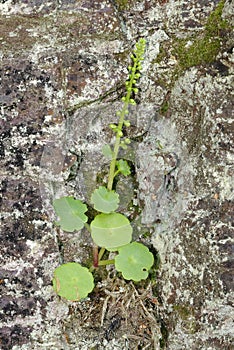 Navelwort - Umbilicus rupestris