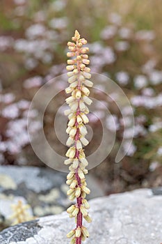 Navelwort (umbilicus rupestris