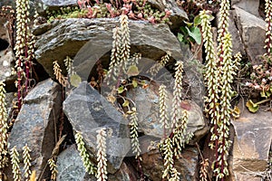 Navelwort (umbilicus rupestris