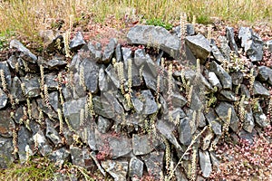 Navelwort (umbilicus rupestris