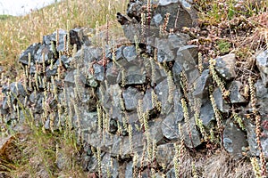 Navelwort (umbilicus rupestris