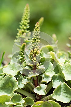 Navelwort (Umbilicus rupestris) in flower