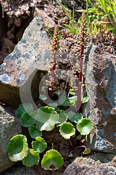 Navelwort (umbilicus rupestris) flowers