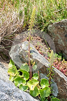 Navelwort (umbilicus rupestris) flowers