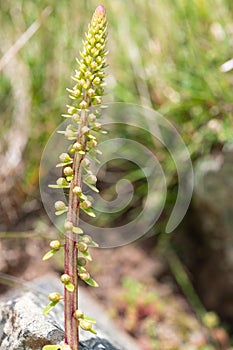 Navelwort (umbilicus rupestris) flowers