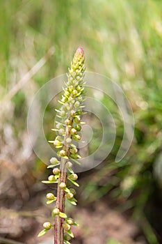 Navelwort (umbilicus rupestris) flowers