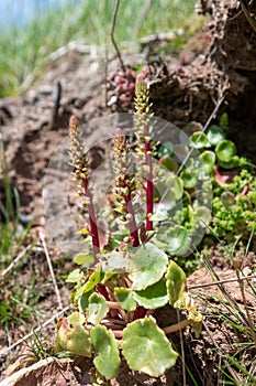 Navelwort (umbilicus rupestris) flowers