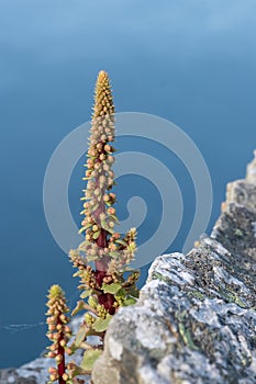 Navelwort (umbilicus rupestris) flowers