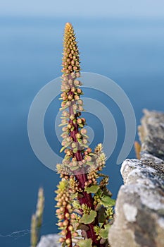 Navelwort (umbilicus rupestris) flowers