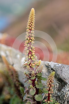 Navelwort (umbilicus rupestris) flowers