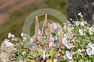 Navelwort (umbilicus rupestris) flowers