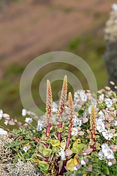 Navelwort (umbilicus rupestris) flowers